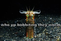 who up bobbiting they worm Meme Template