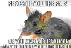 Rats Meme Template