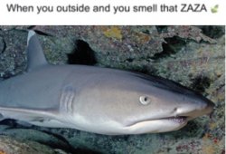 whitetip reef shark smells that zaza Meme Template