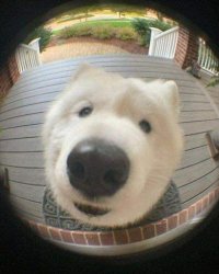 Dog at the peephole Meme Template