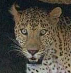 Leopard Meme Template