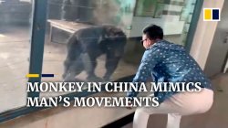 Monkey in china mimics mans movements Meme Template