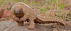 pangolin Meme Template