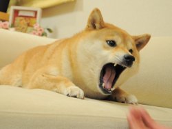 DOGE Meme Template