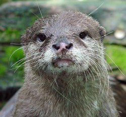 Otter with misery Meme Template