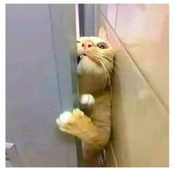 Cat trying to get in to a door Meme Template