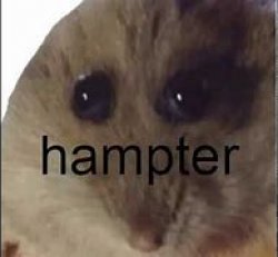 hampter Meme Template