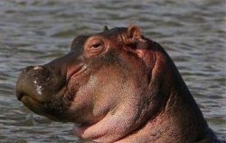 Hippo Meme Template