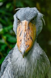 Shoebill stork Meme Template