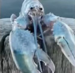 Blue Lobster Meme Template