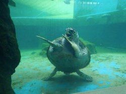 Turtle Dancing Meme Template