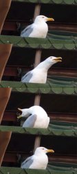 Inhaling seagull back to normal Meme Template
