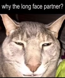 Why the long face Meme Template