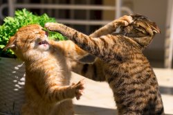 Cats Fighting Meme Template