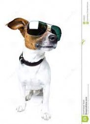 Meme dog with shades Meme Template