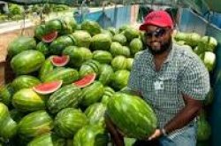 Guy with a lot of watermelons Meme Template