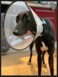 Cone of Shame Meme Template