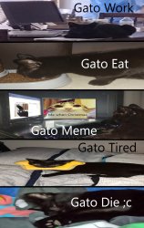 Life of a Gato Meme Template