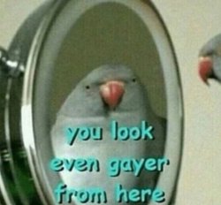 You look even gayer from here Meme Template