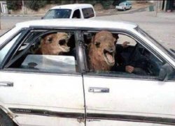Camels in a car Meme Template