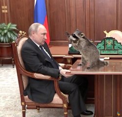 Putin and raccoon Meme Template