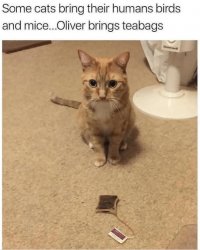 Oliver Meme Template