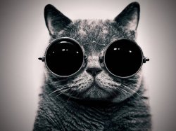 Hipster Cat Meme Template