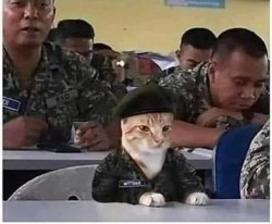 CAT JOINS THE ARMY Meme Template