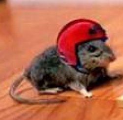 mouse with foot ball helmet Meme Template