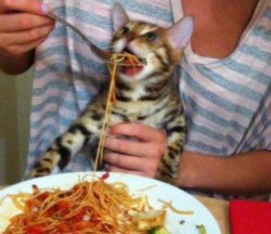 spaghetti cat Meme Template