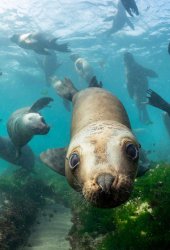 seal diver Meme Template