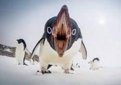 cursed penguin Meme Template
