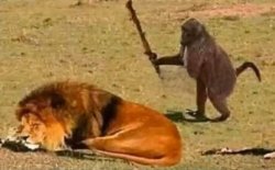 Monkey Vs Lion Meme Template Meme Template