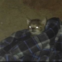 Cat in a blanket Meme Template