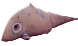 Gavadon Meme Template