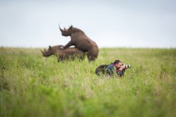 Rhinos Humping Behind Oblivious Photographer Meme Template