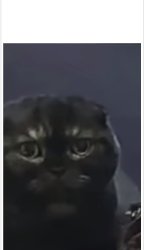 Debt Cat with Caption Meme Template