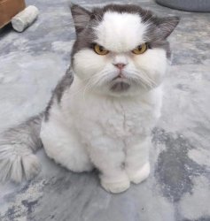 Grumpy looking grey and white cat Meme Template