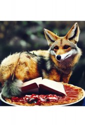 Jackal Reading Book and Eating Pie Meme Template