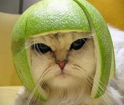 Helmet grumpy cat Meme Template