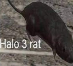 halo 3 rat Meme Template