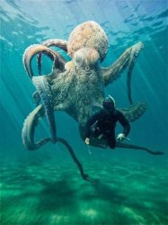 Octopus scuba diver predator Meme Template