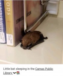 Little bat sleeping Meme Template