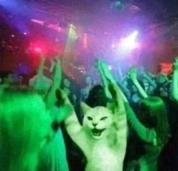 Dancing Cat Meme Template