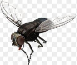 fly Meme Template