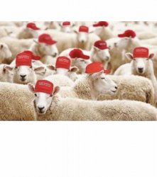 Maga Sheep Meme Template