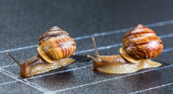 snail race Meme Template