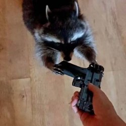 Raccoon with a gun Meme Template