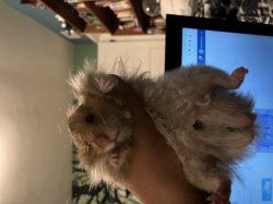 Hamster Meme Template