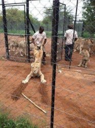 Lion getting dragged in Meme Template